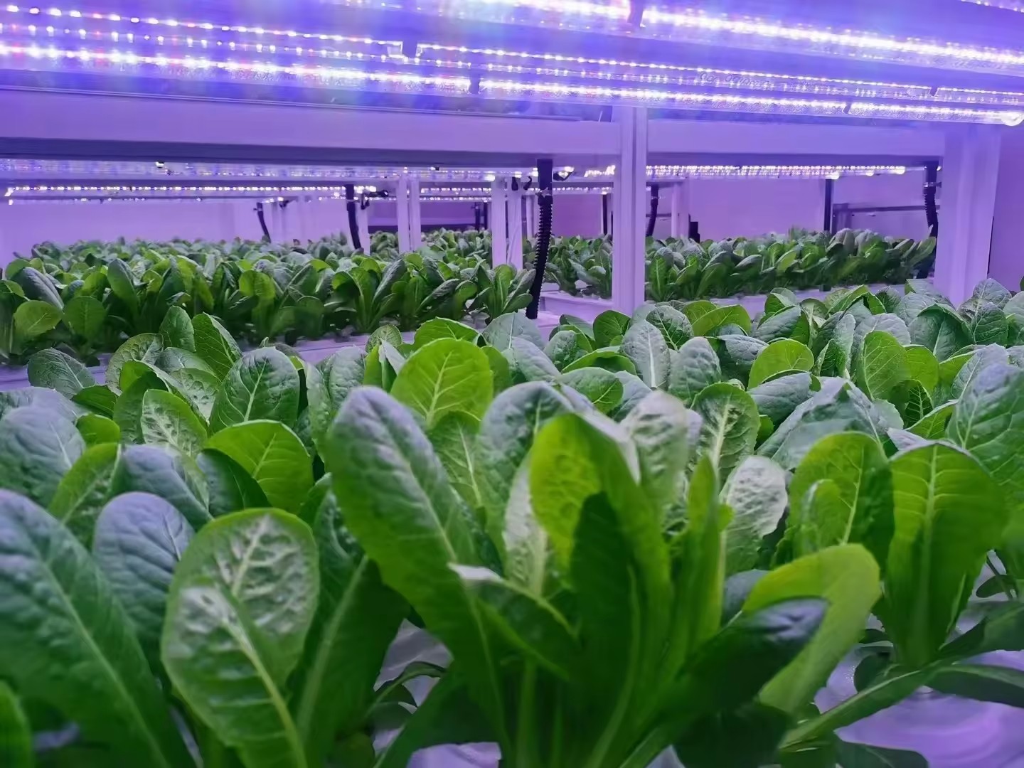 f Greenhouse Agricultural Equi – Agriculture Farming Systems Bewertung und Preis